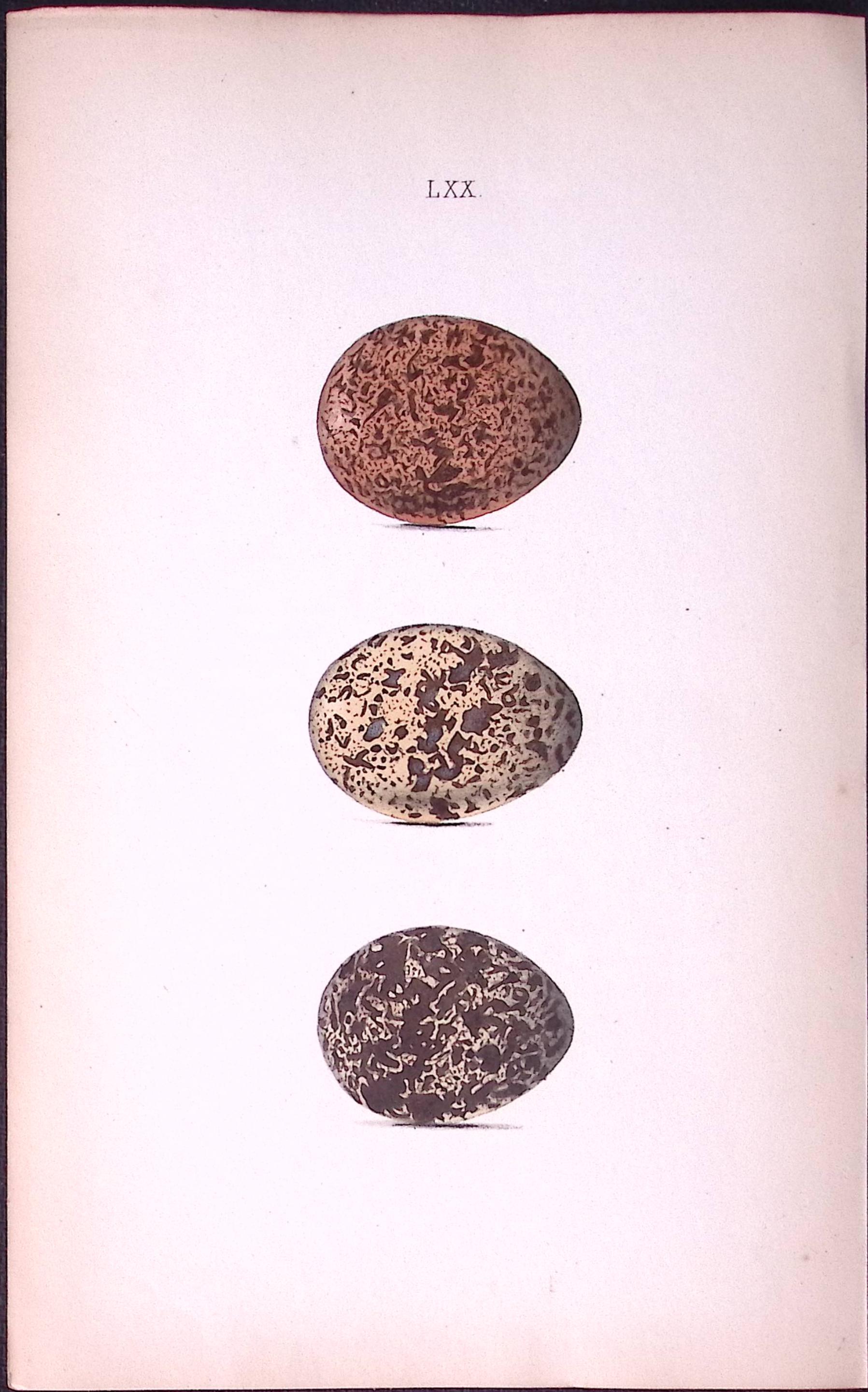 Red Grouse -William Hewitson Antique Nests & Eggs of British Birds Print-47