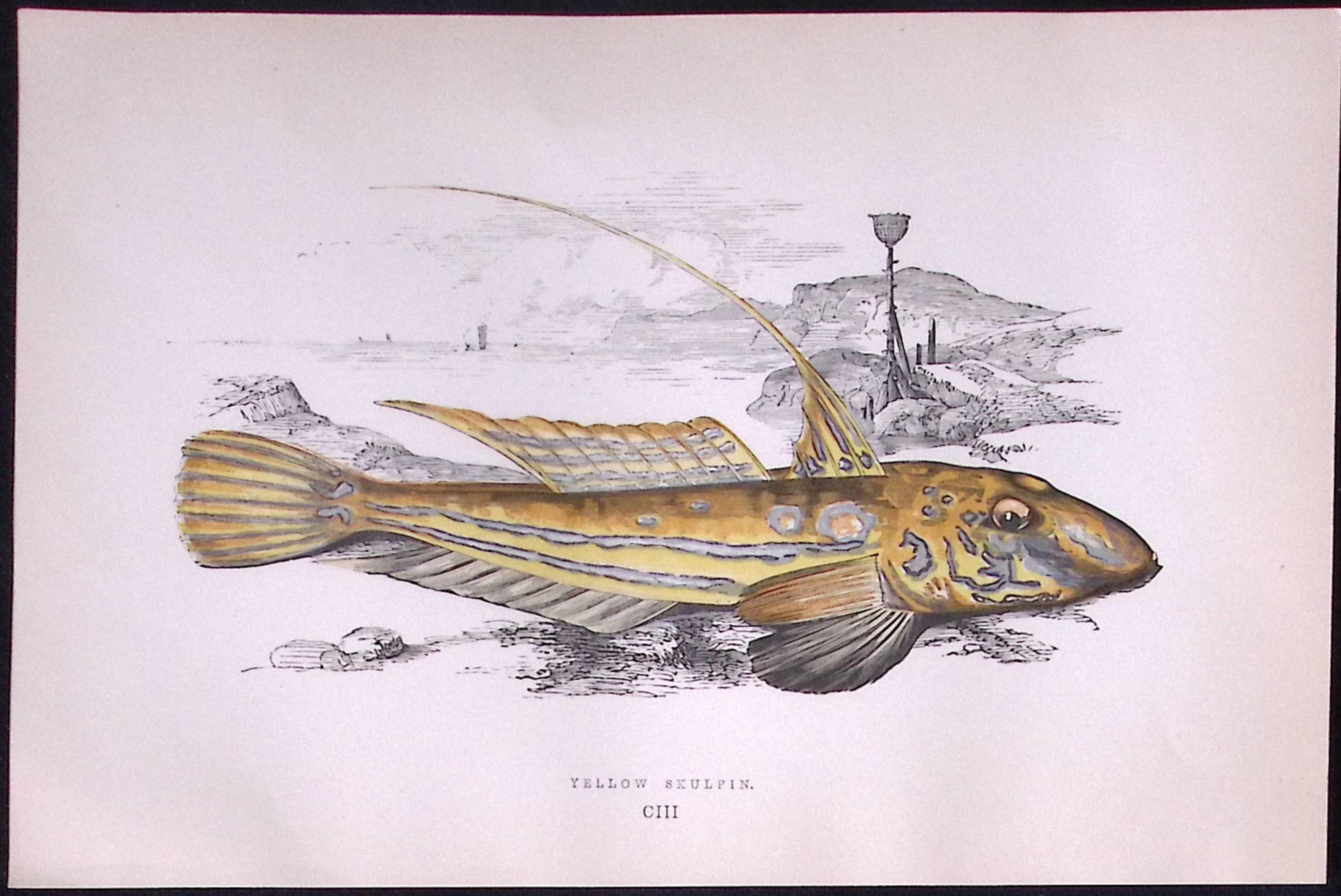 Yellow-Skulpin Fish Scarce Antique 1877 Johnathan Couch Woodblock Engraving-60
