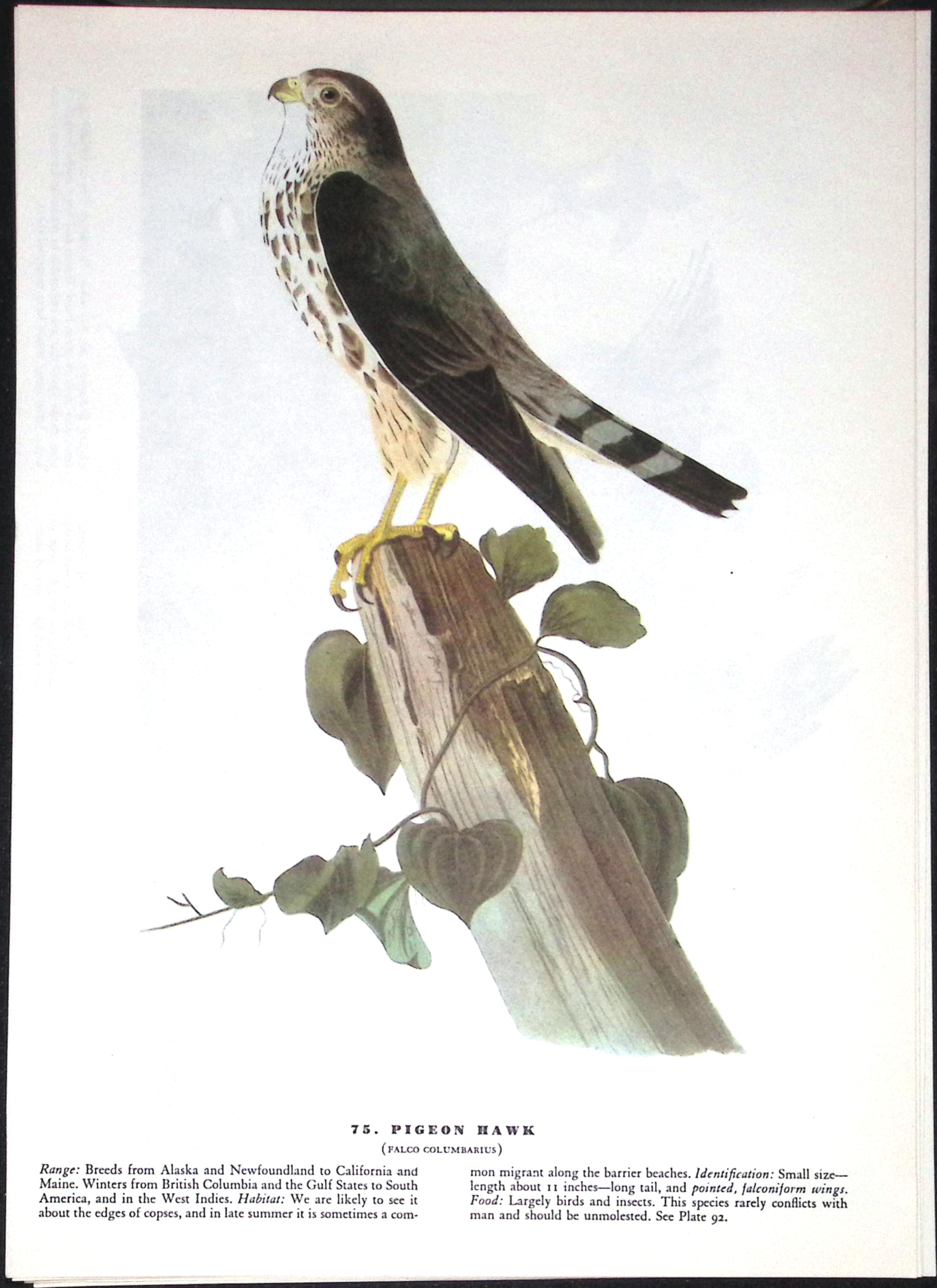 Job-Lot John James Audubon Birds of America 72-Year-Old Coloured Book Plates-21