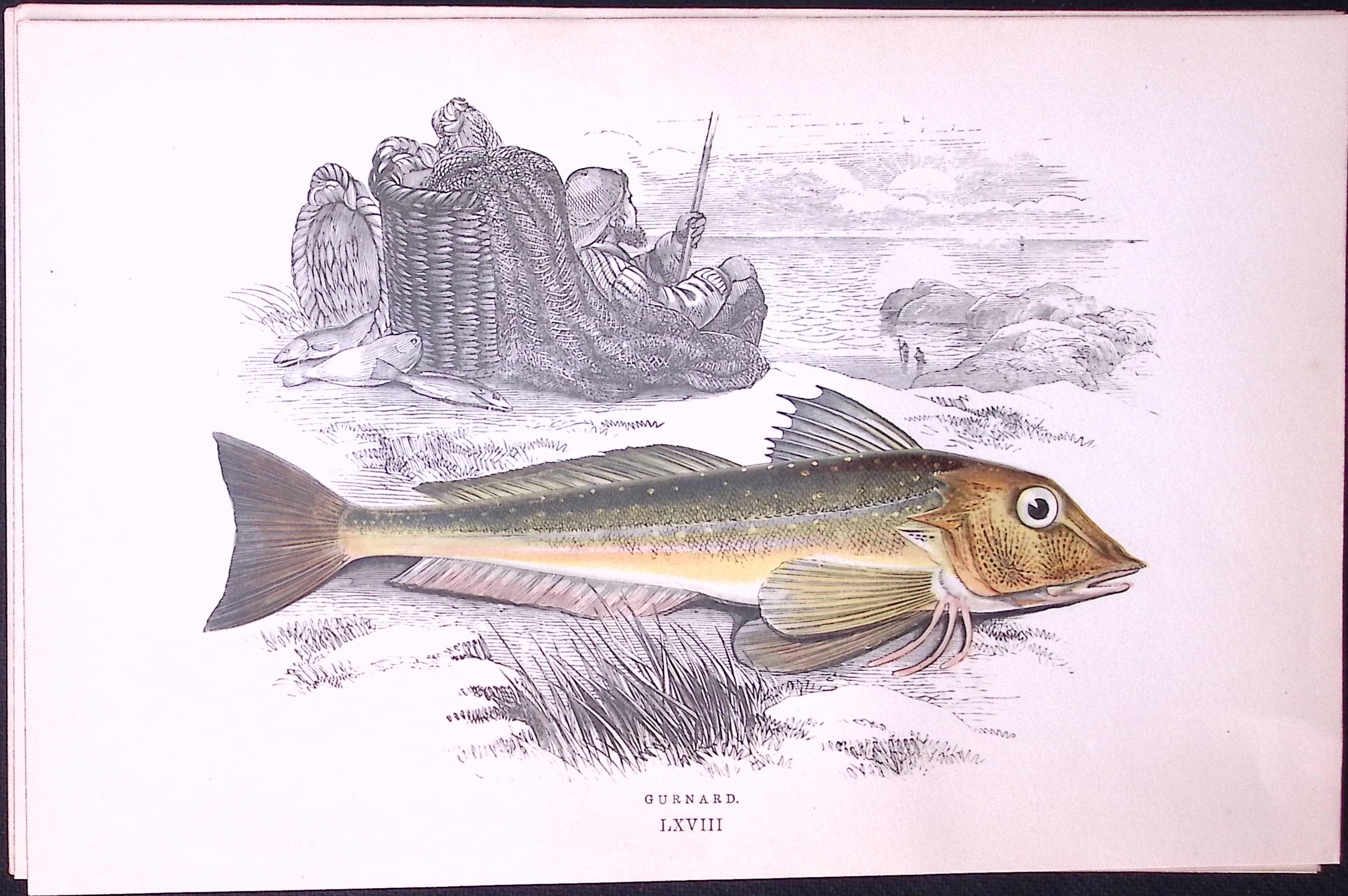 Gunnard Fish Scarce Antique 1877 J. Couch Woodblock Engraving-207