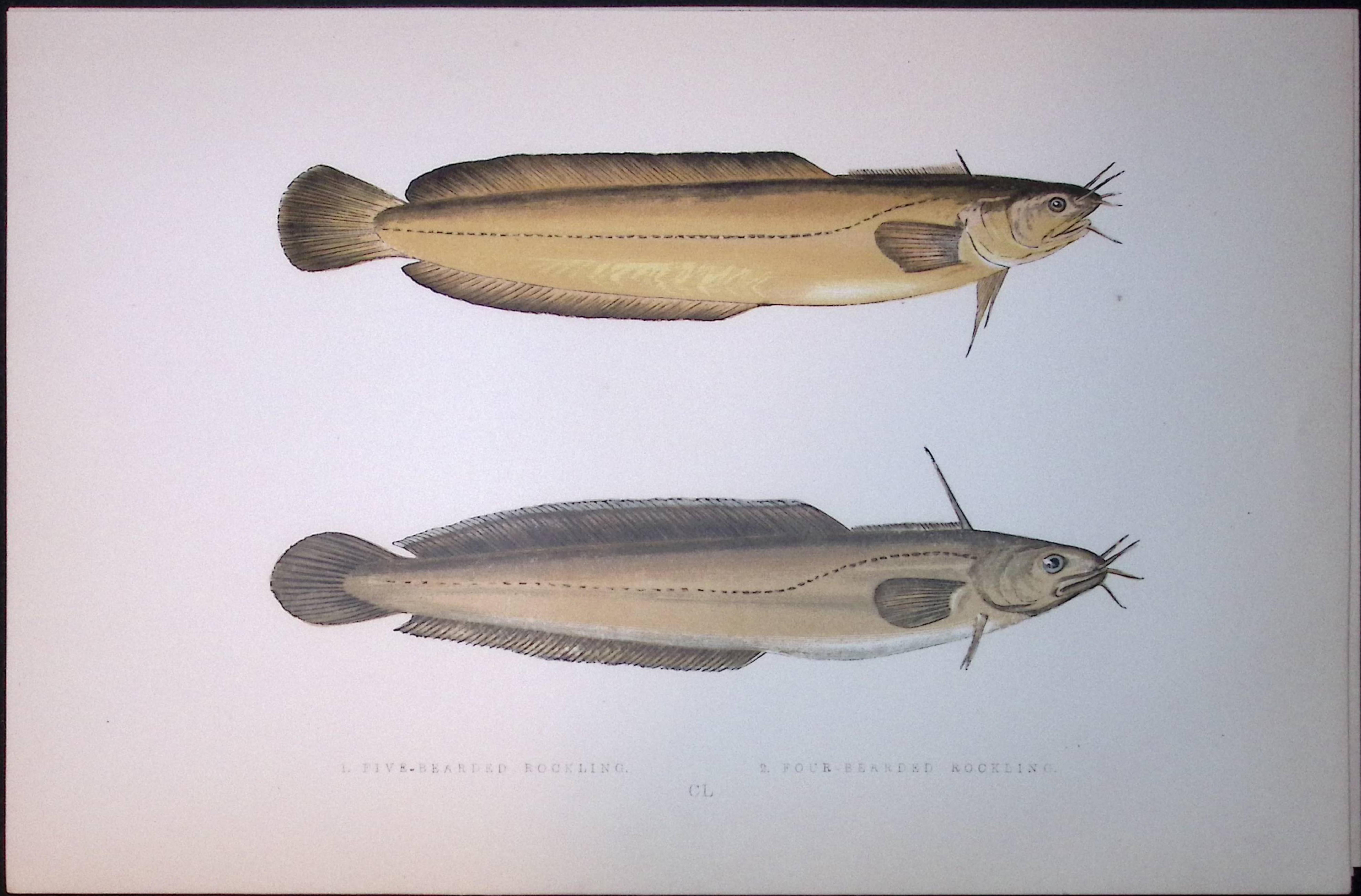 5 & 4 Bearded Rockling Fish Scarce Antique 1877 J. Couch Woodblock Engraving-197