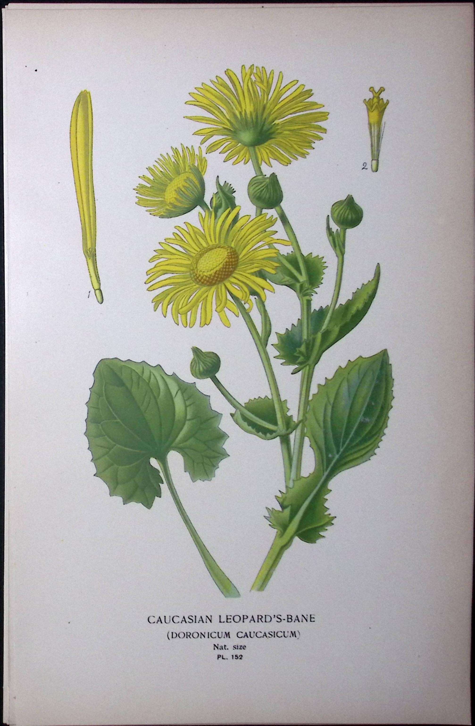 Leopard’s-Bane Caucasian Edward Step Rare Antique Botanical Book Plate-152