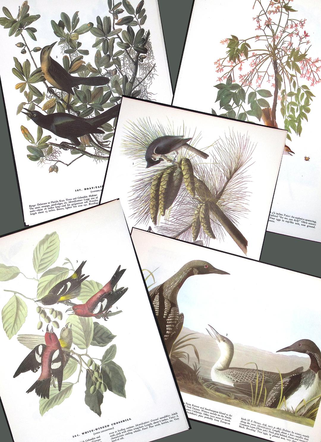 Job-Lot John James Audubon Birds of America 72-Year-Old Coloured Book Plates-10