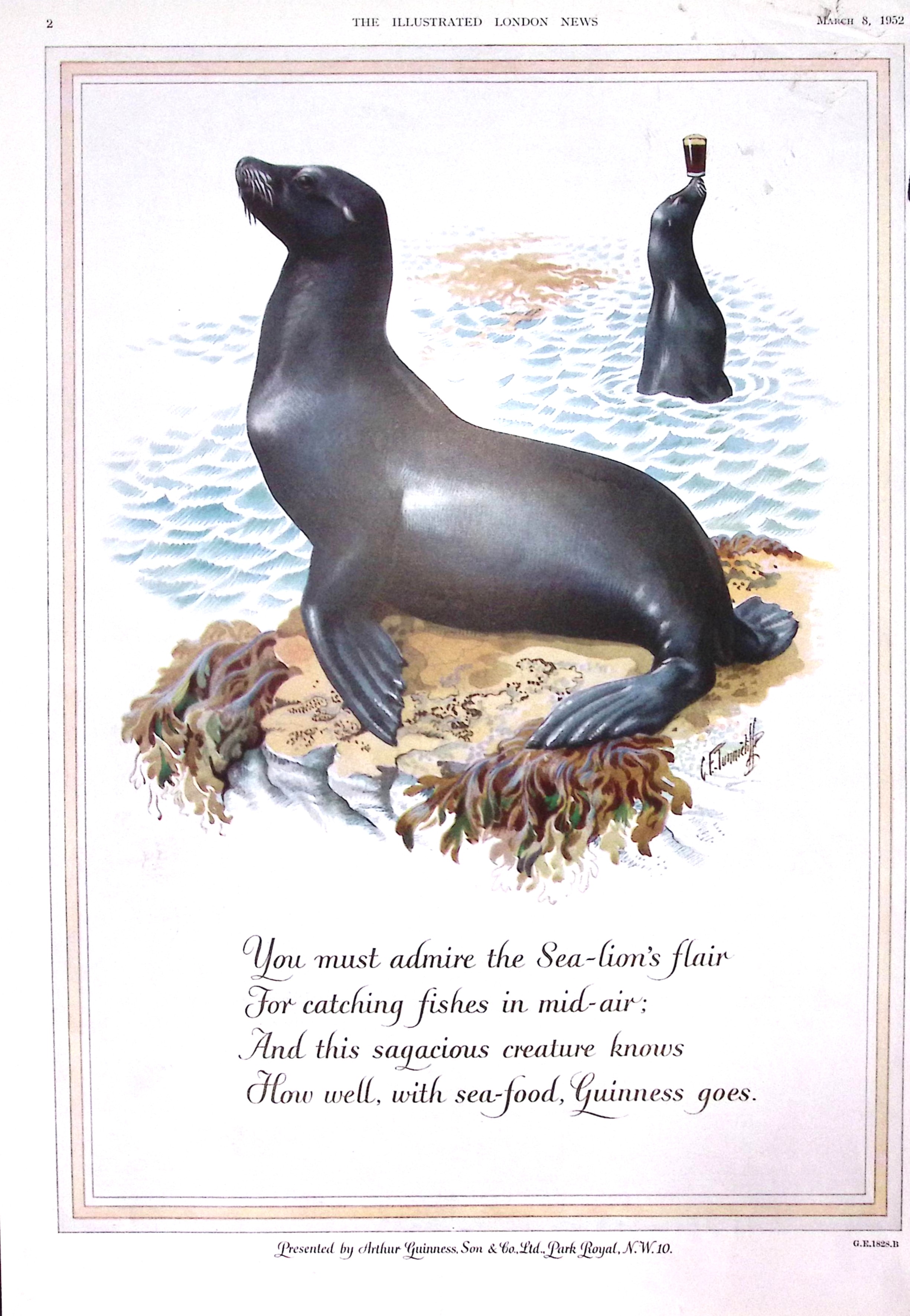 Guinness 1952 Original 73 Years-Old Print The Seal Lions -G.E. 1828.B.