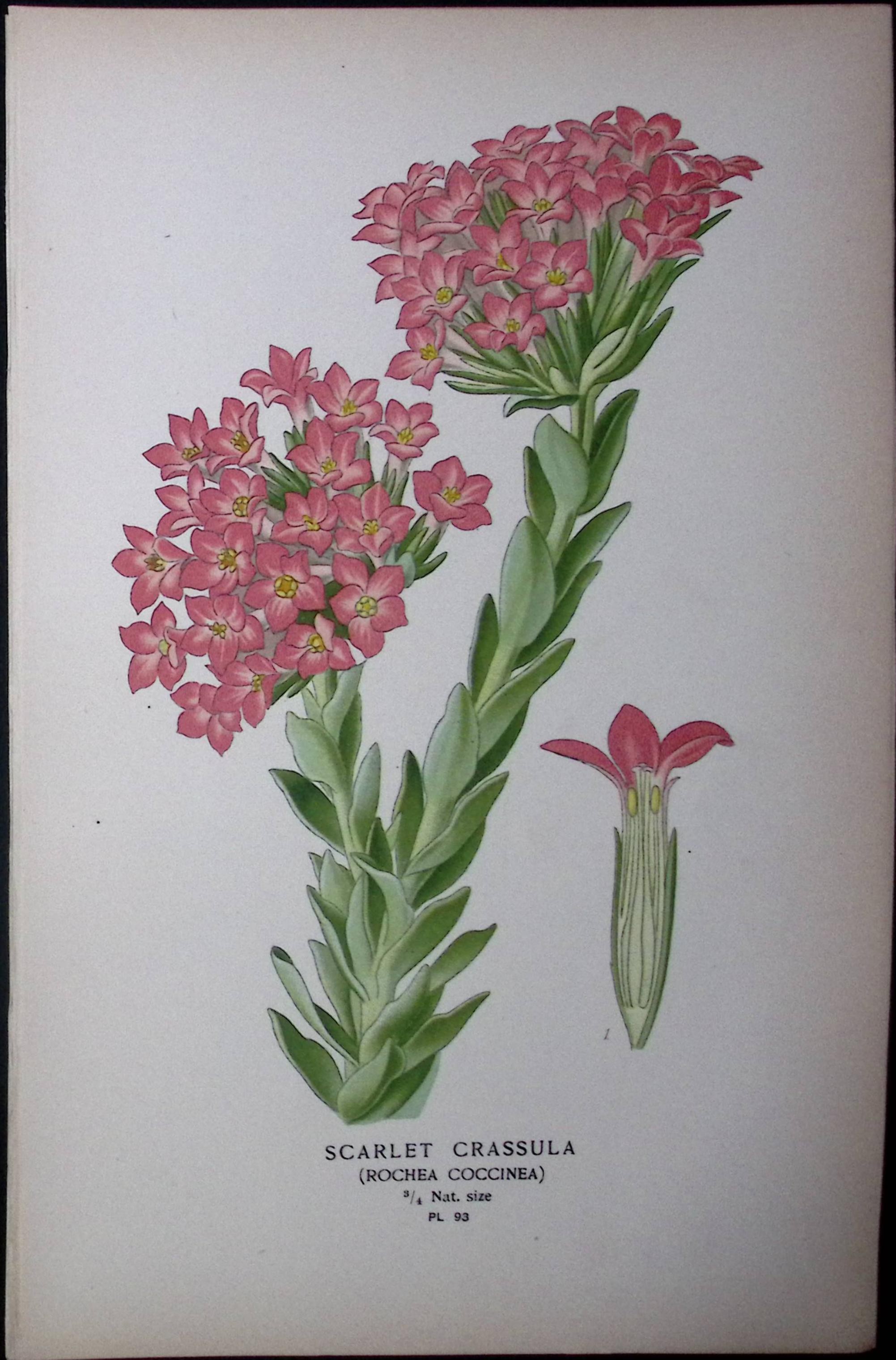 Scarlet Crassula Flower Edward Step Rare Antique Botanical Book Plate-93