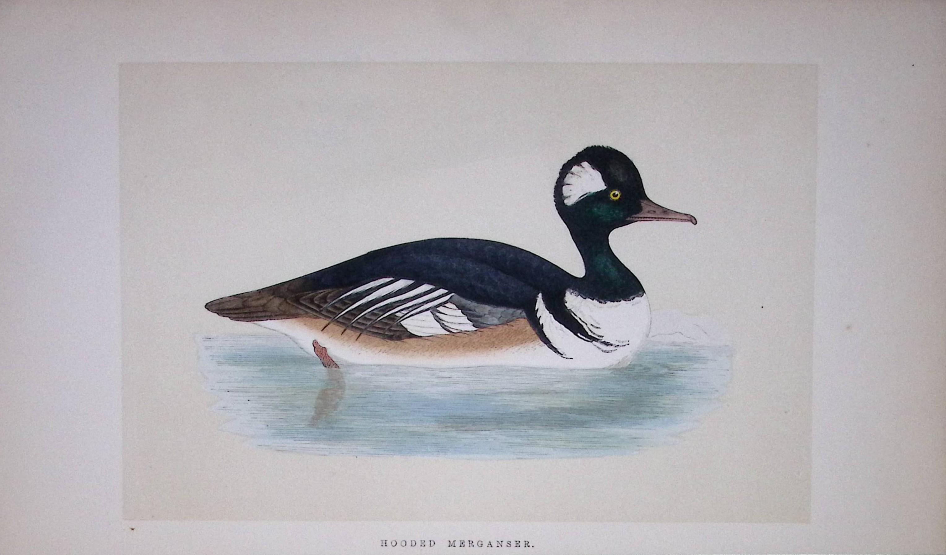 Hooded Merganser Bird- Rev Morris First Edition Antique Woodblock Engraving-100
