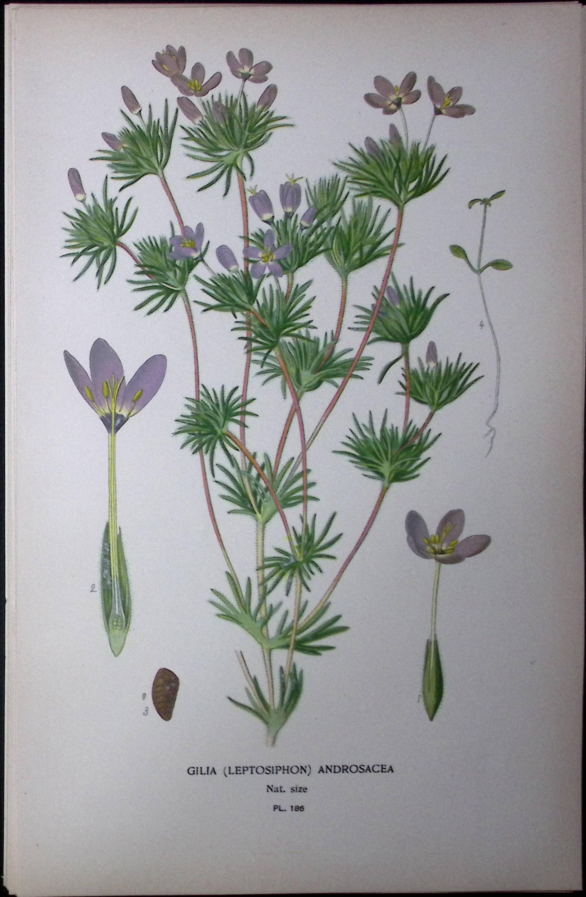 False Babystars Edward Step Rare Antique Botanical Book Plate-186