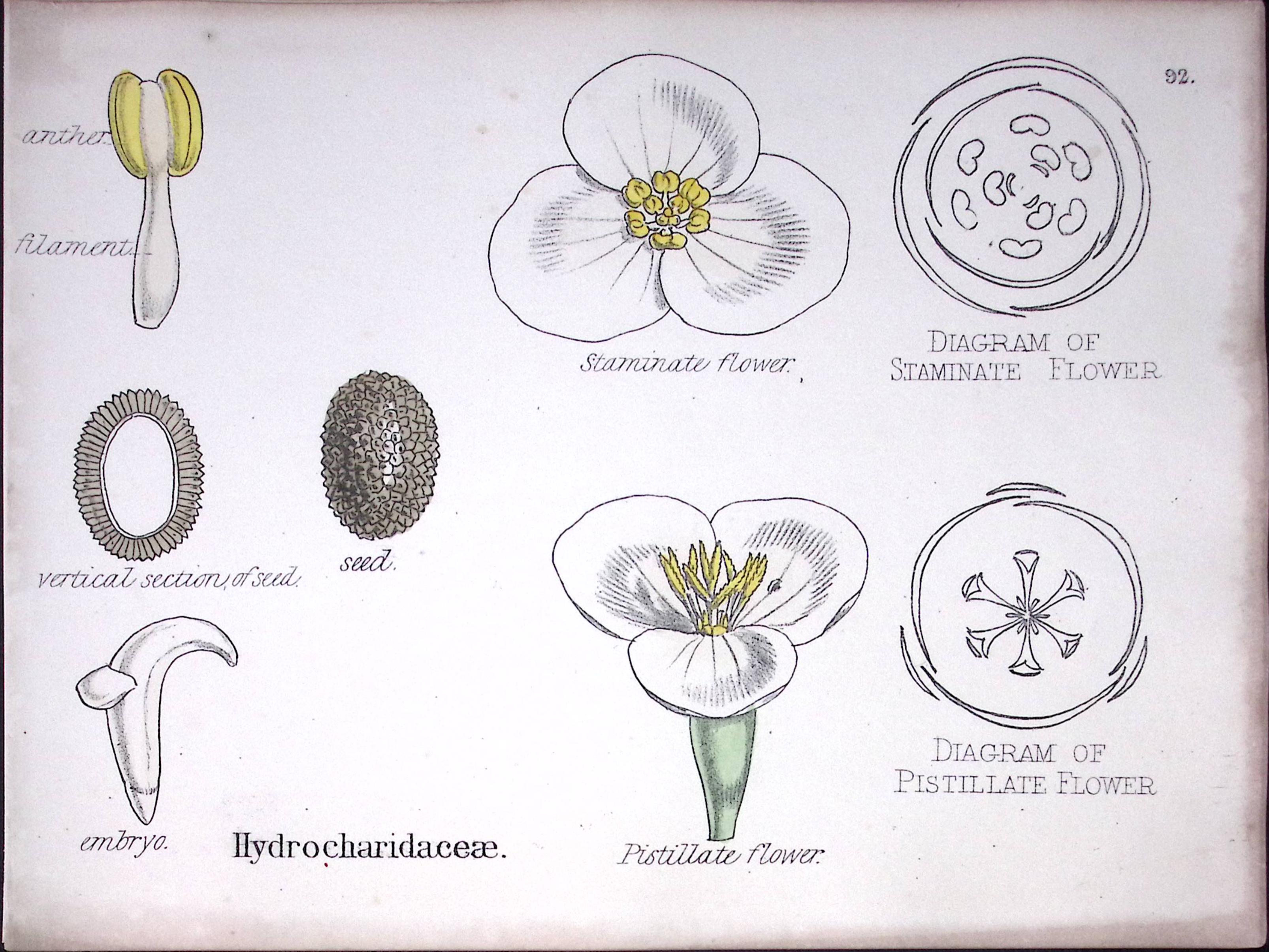 Hydrocharitaceae Botanical Flower Diagram Rare Antique First Edition Illustration-92