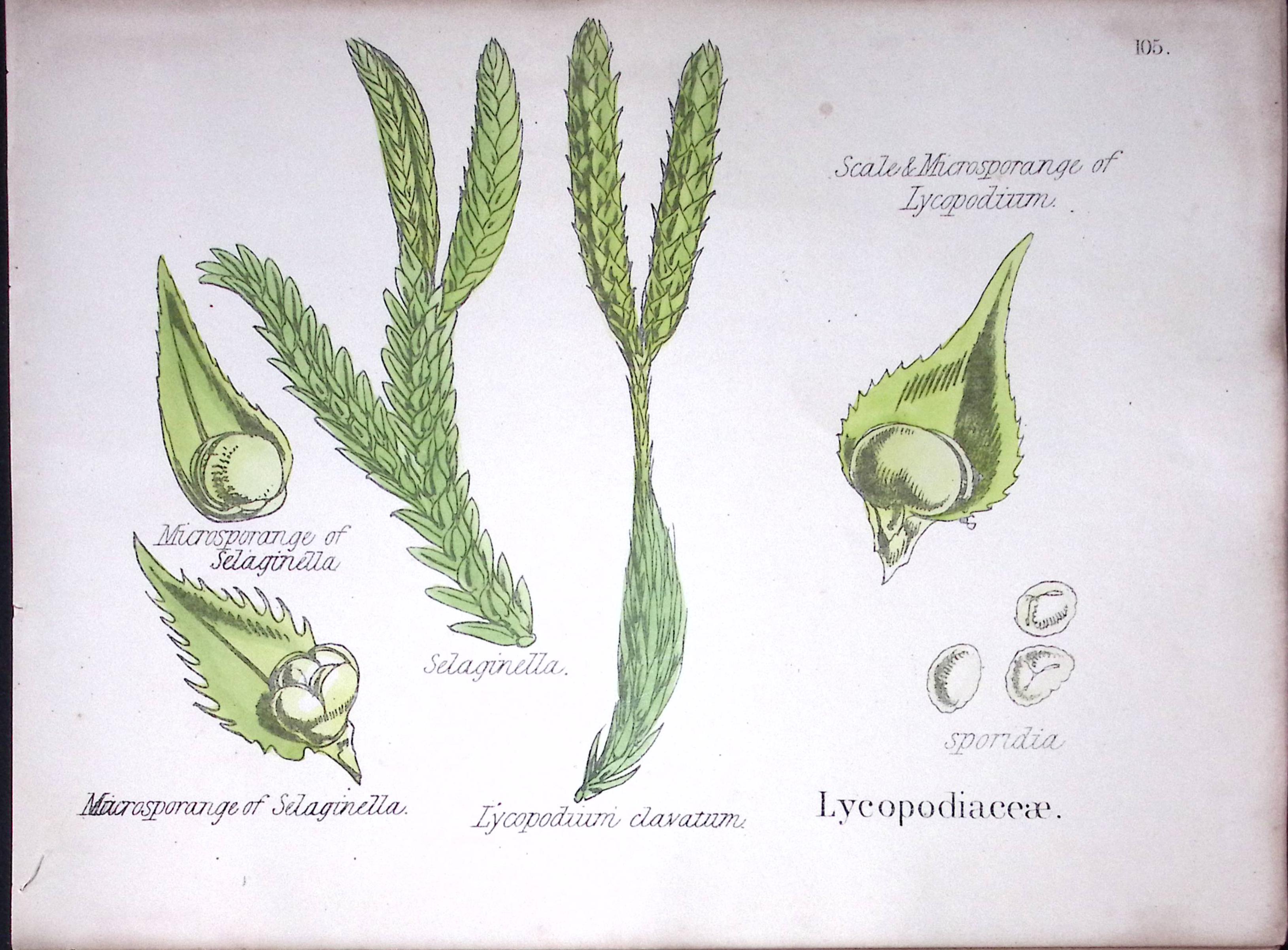 Lycopodiaceae Botanical Flower Diagram Rare Antique First Edition Illustration-105