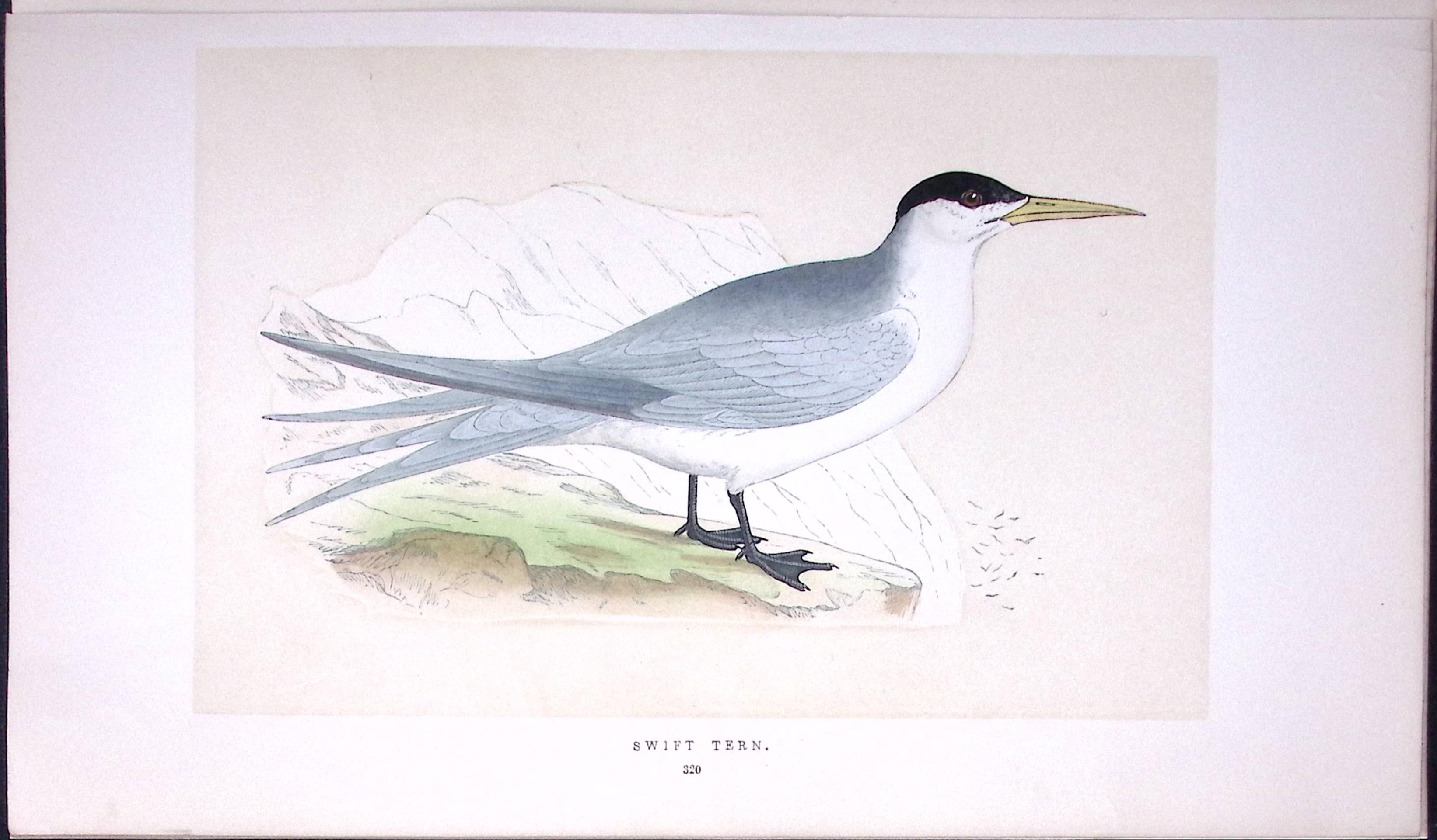 Swift Tern Bird- Rev Morris First Edition Antique Woodblock Engraving-193