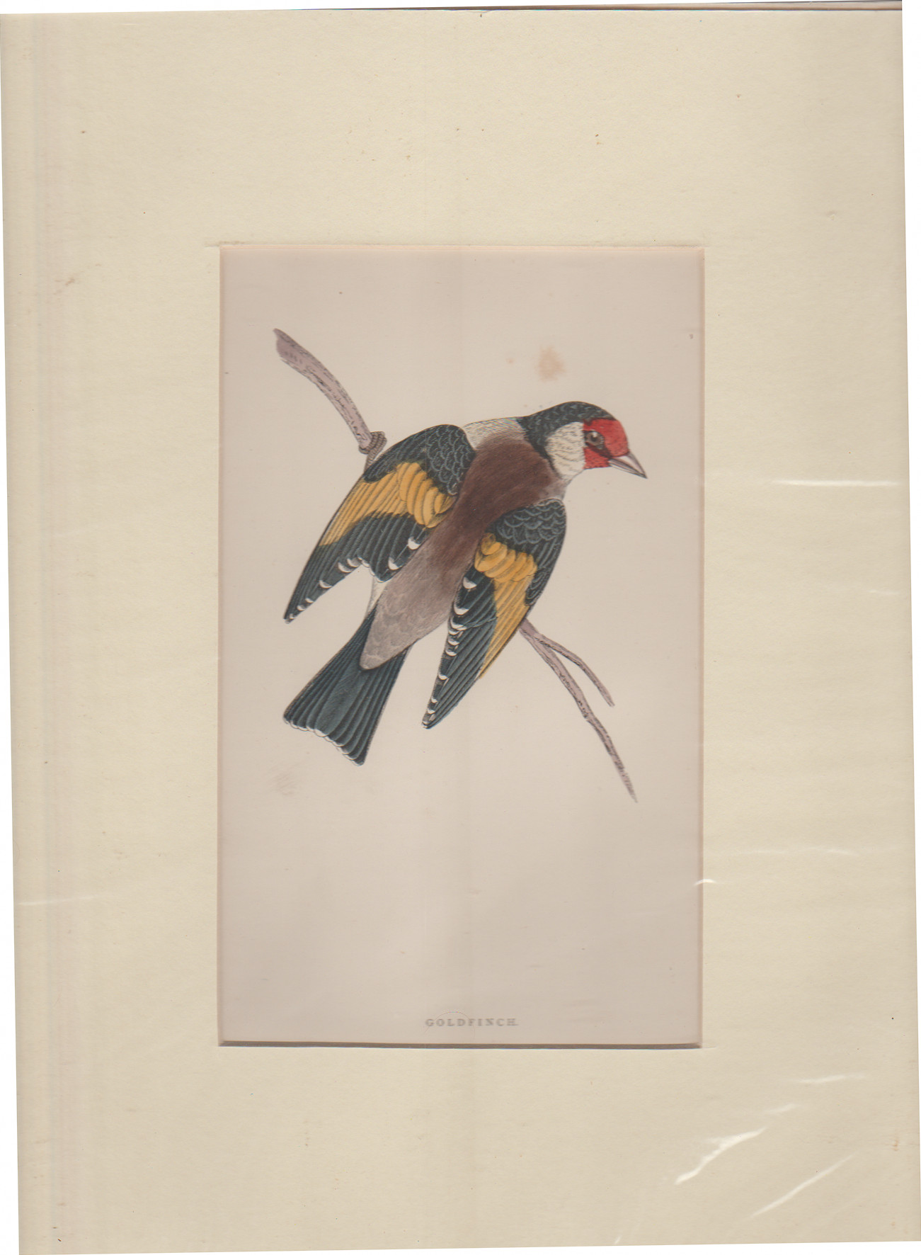 Print Circa 1870 Goldfinch