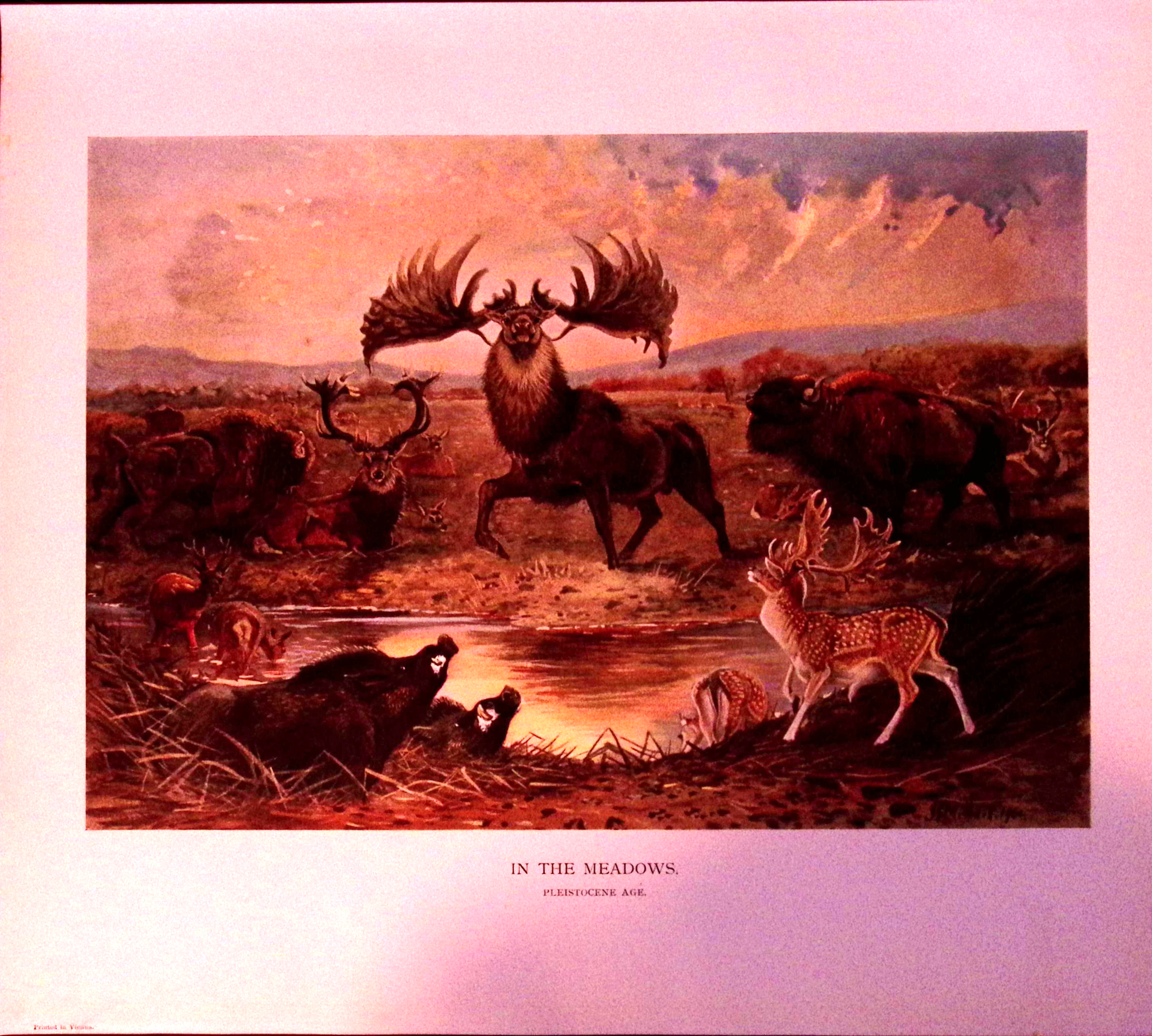 Job-Lot J.G. Millais Rare Limited-Edition Stag Family Species Antique Prints-17