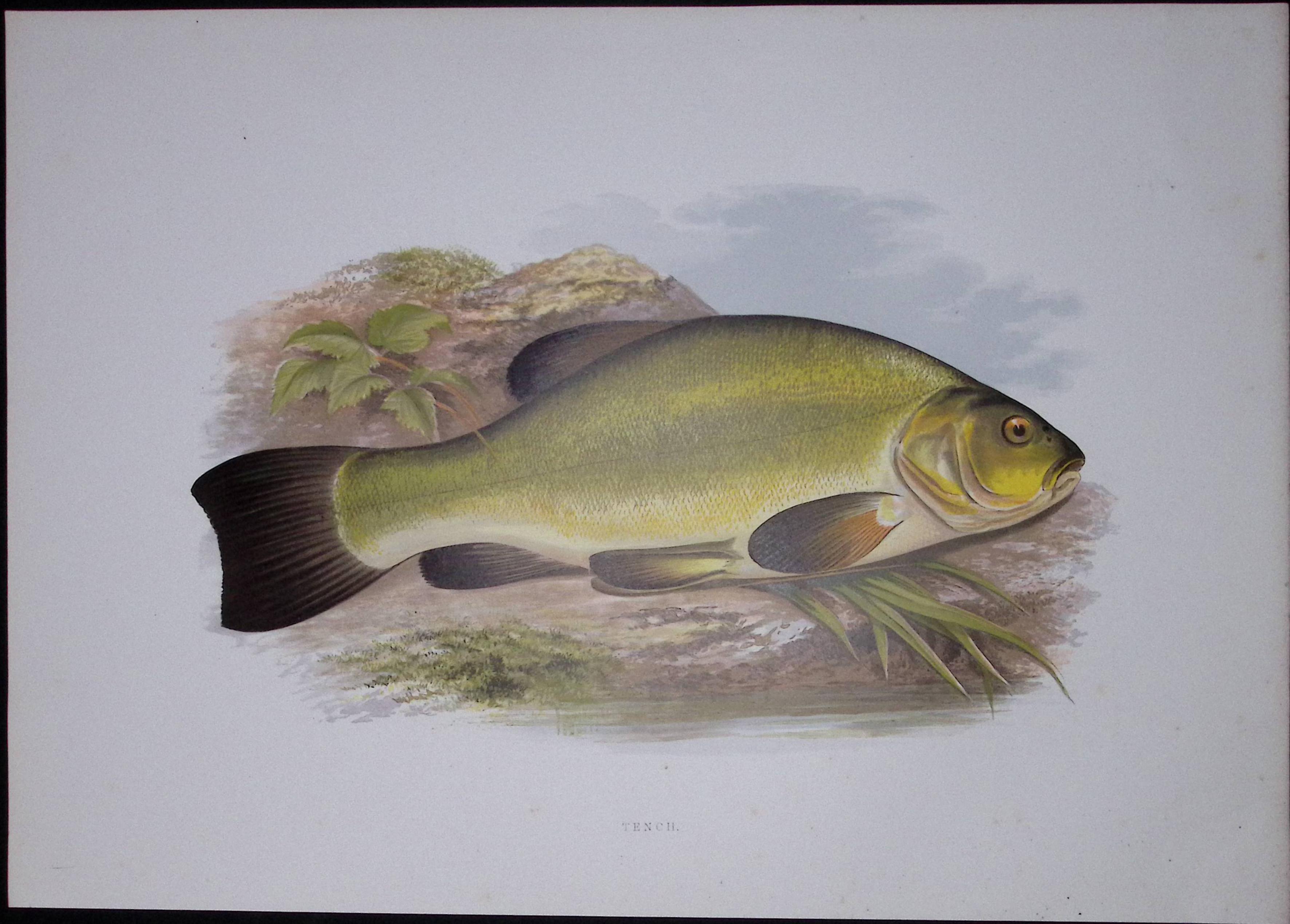 Tench Rev Houghton British Freshwater Fish 1879 Scarce Engraving-30