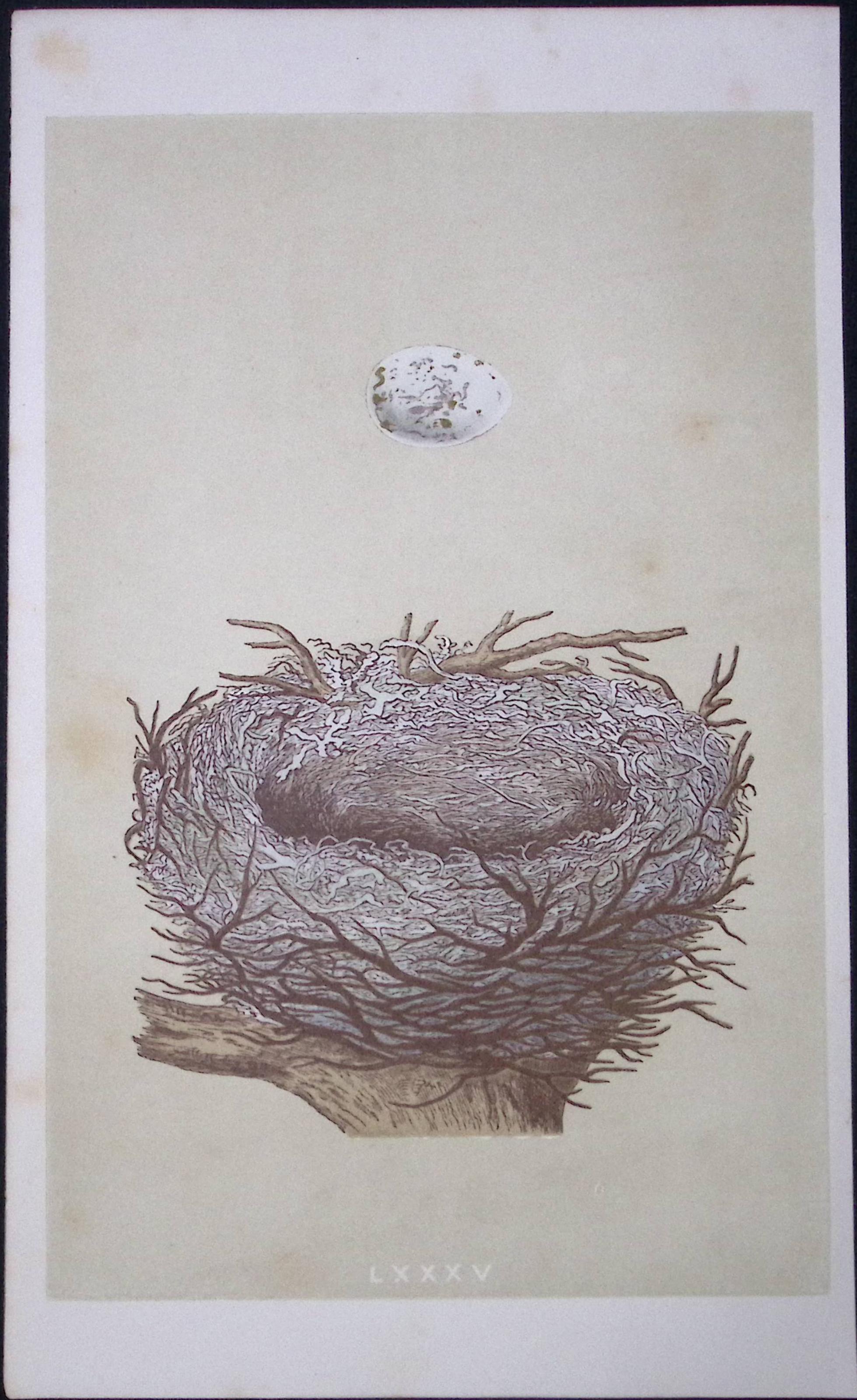 Rev Morris Hawfinch Bird Nest & Egg Antique Woodblock Engraving-3