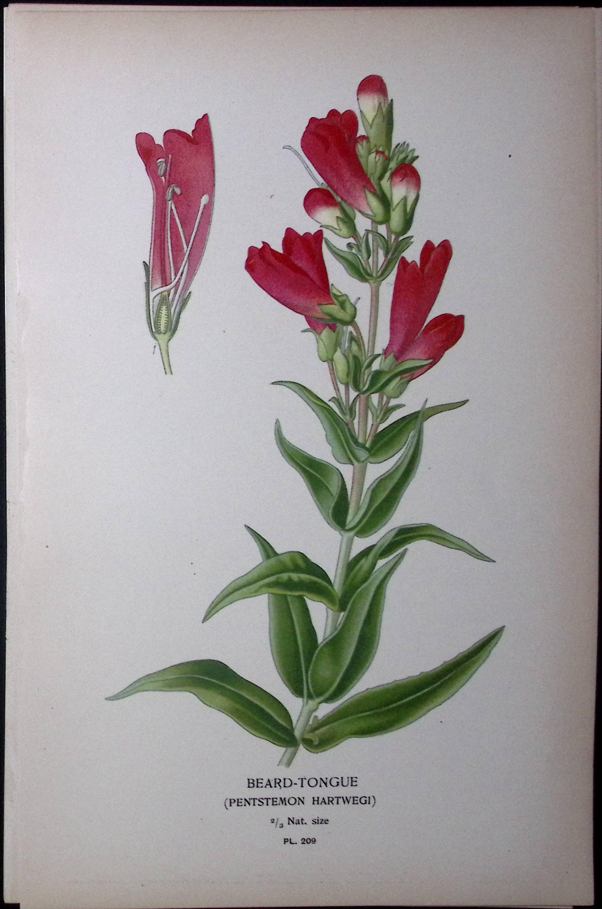 Beard-Tongue Edward Step Rare Antique Botanical Book Plate-209