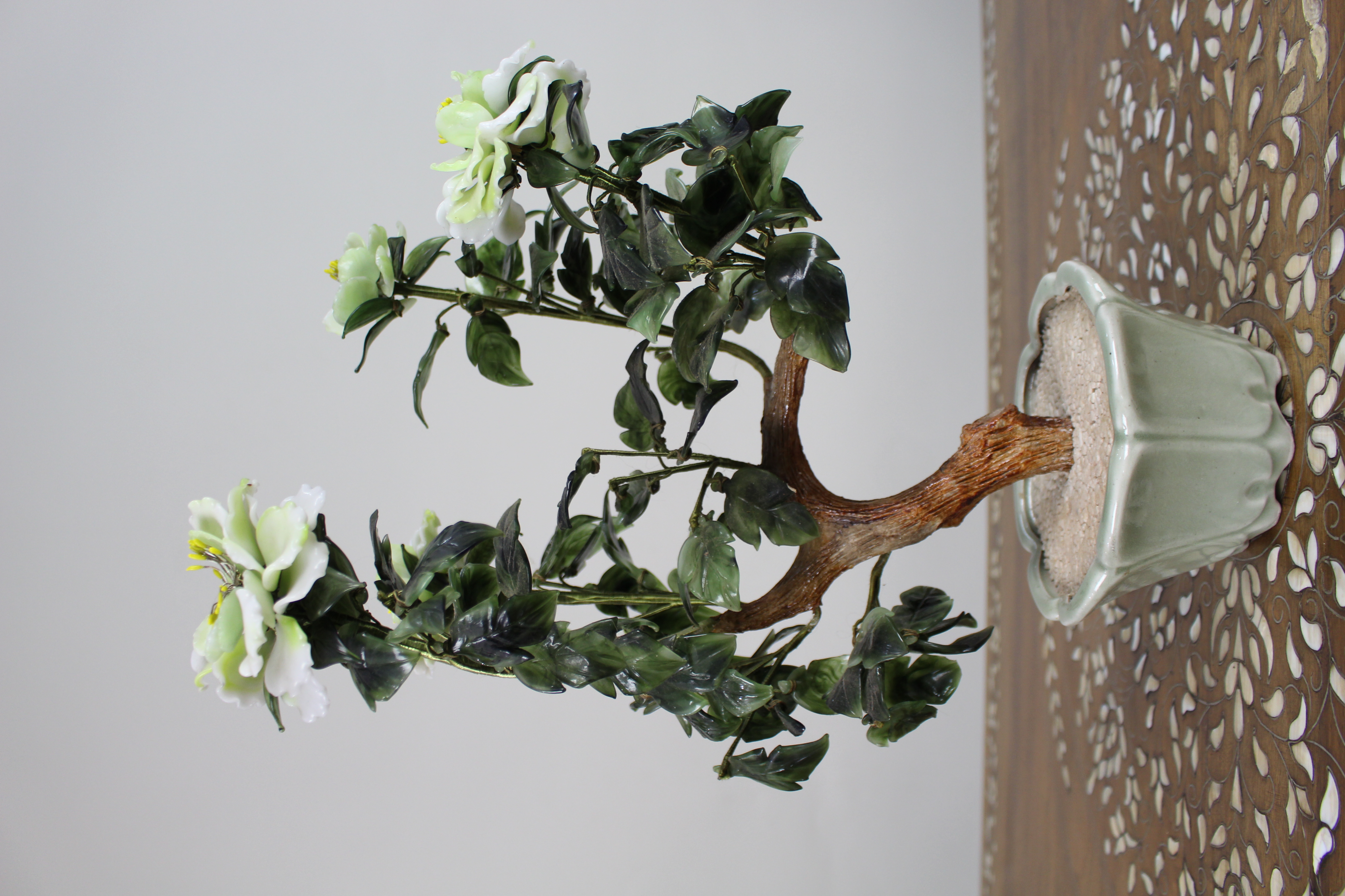 Jade Bonsai Plant