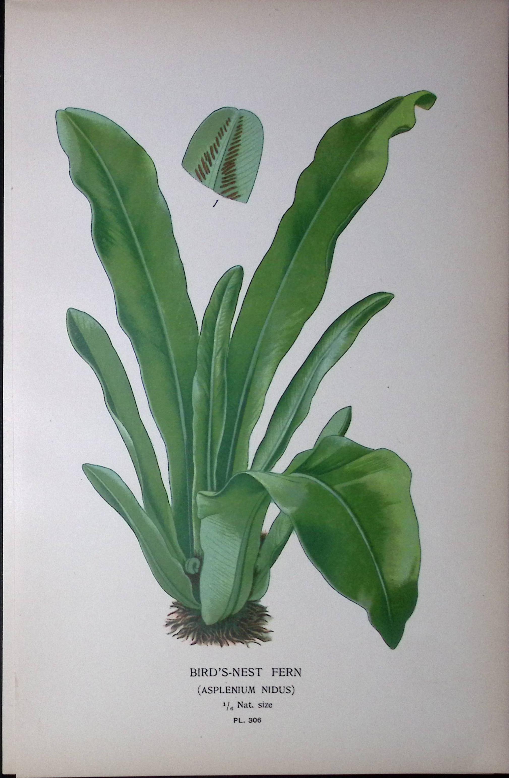 Bird’s Nest Fern Edward Step Rare Antique Botanical Book Plate-306