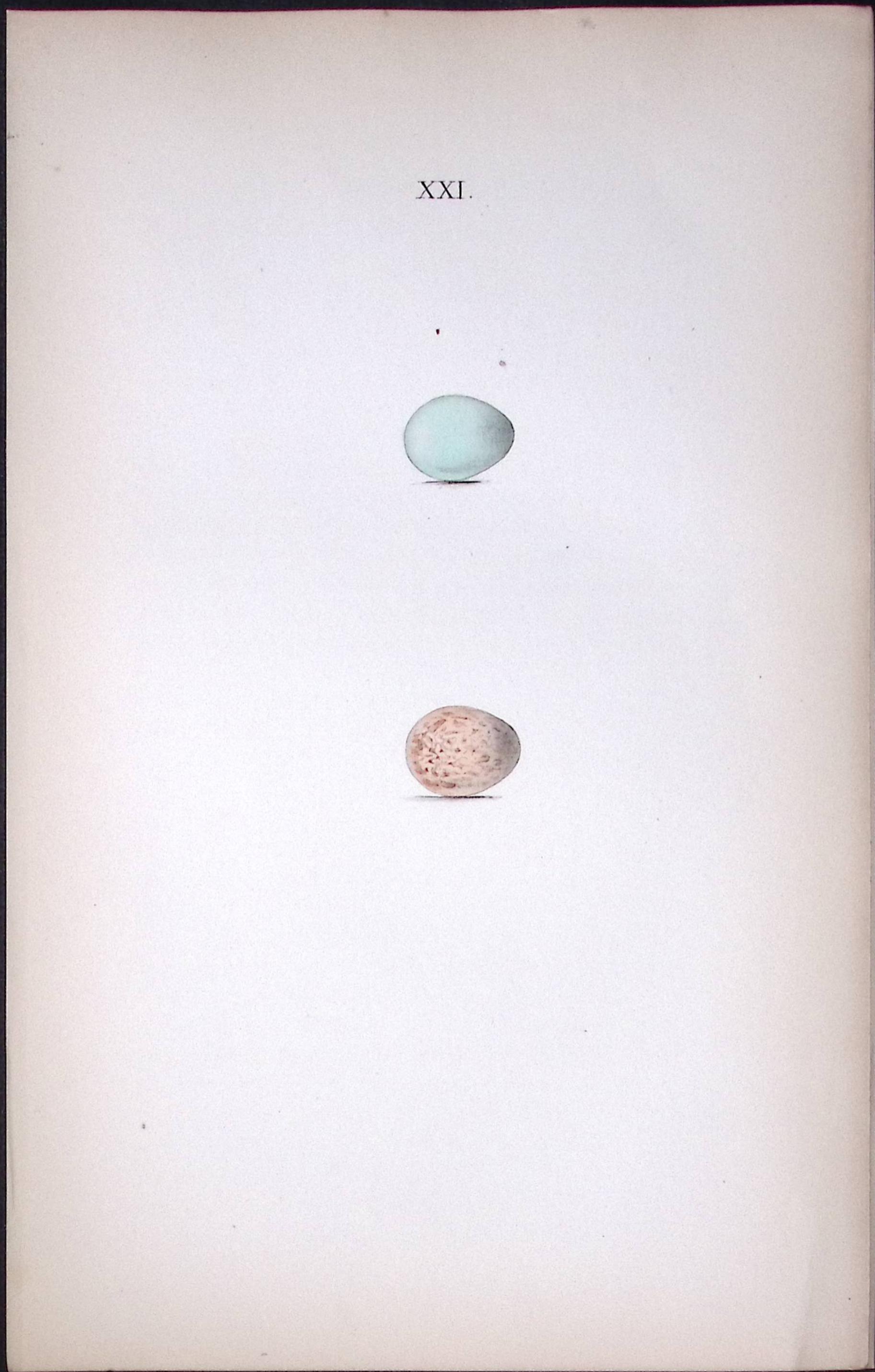 Spotted Flycatcher -Hewitson Antique Nests & Eggs of British Birds Print-34