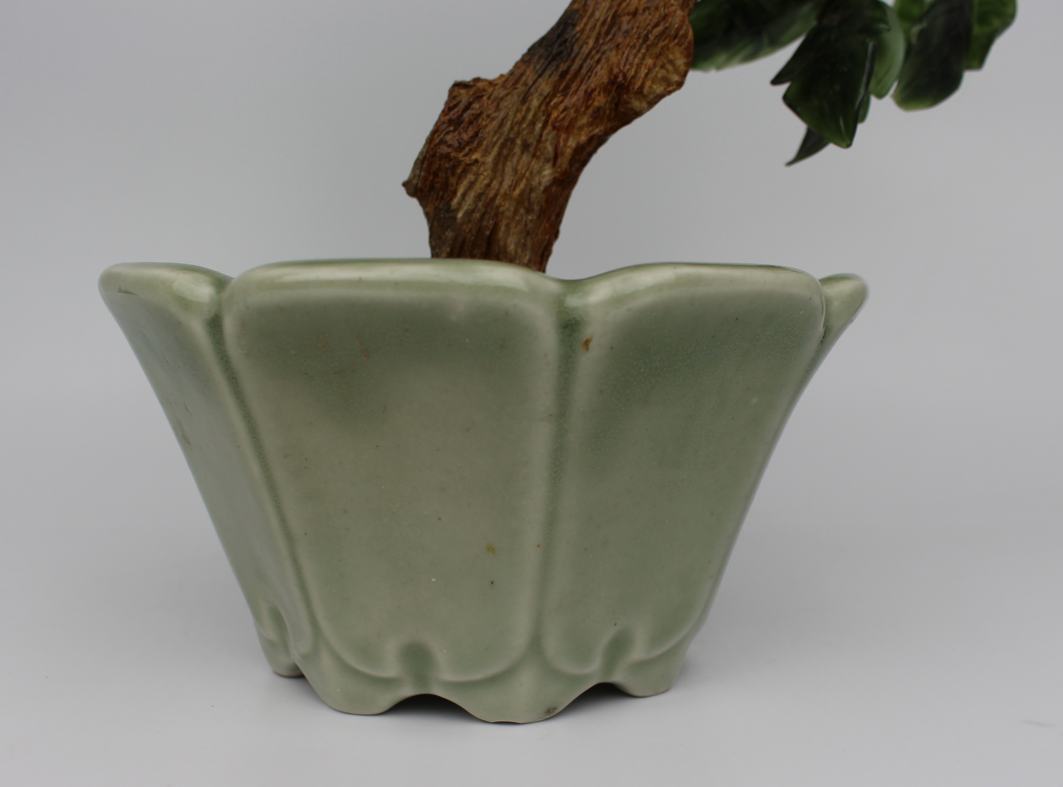 Jade Bonsai Plant