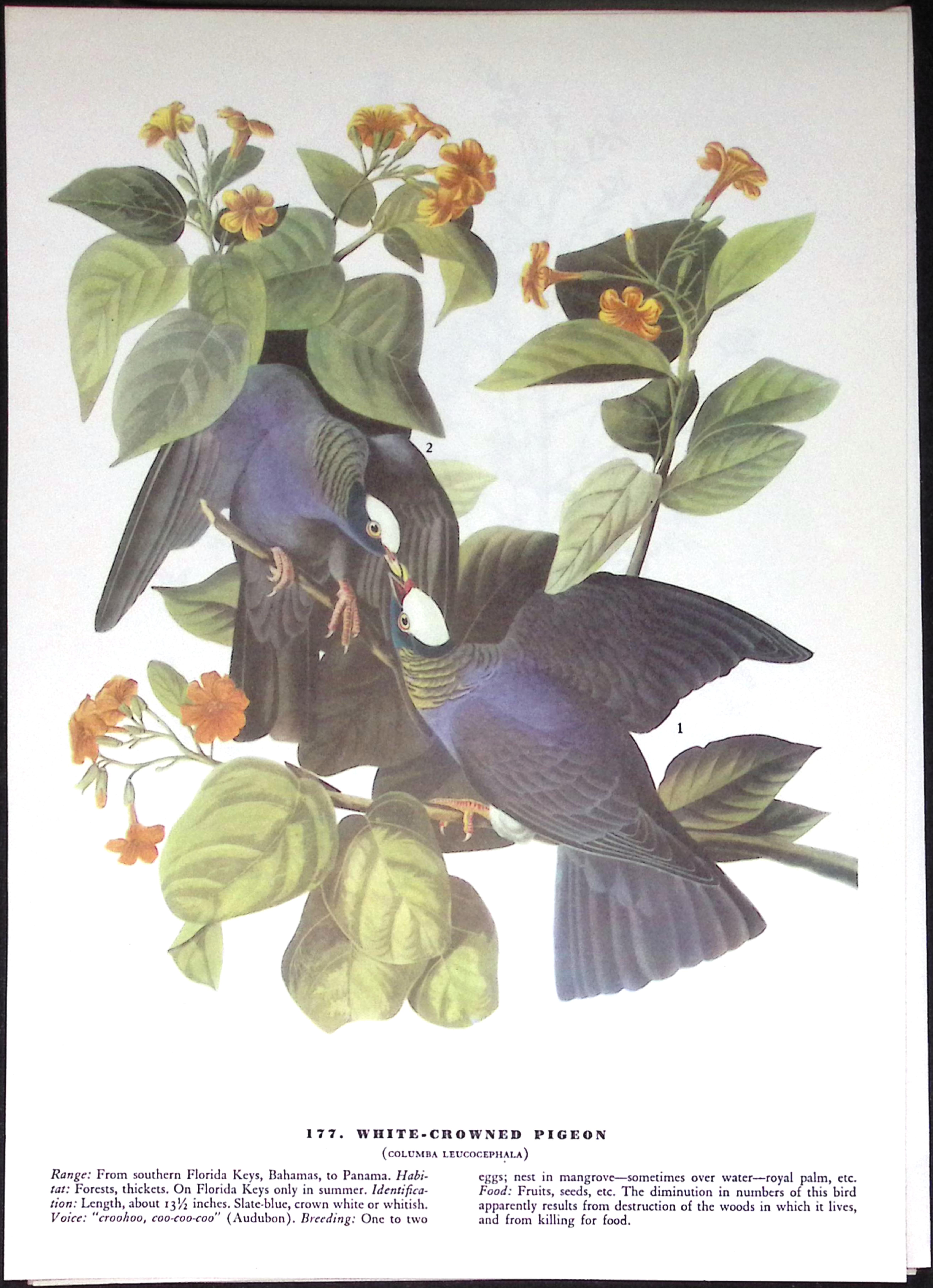 Job-Lot John James Audubon Birds of America 72-Year-Old Coloured Book Plates-28