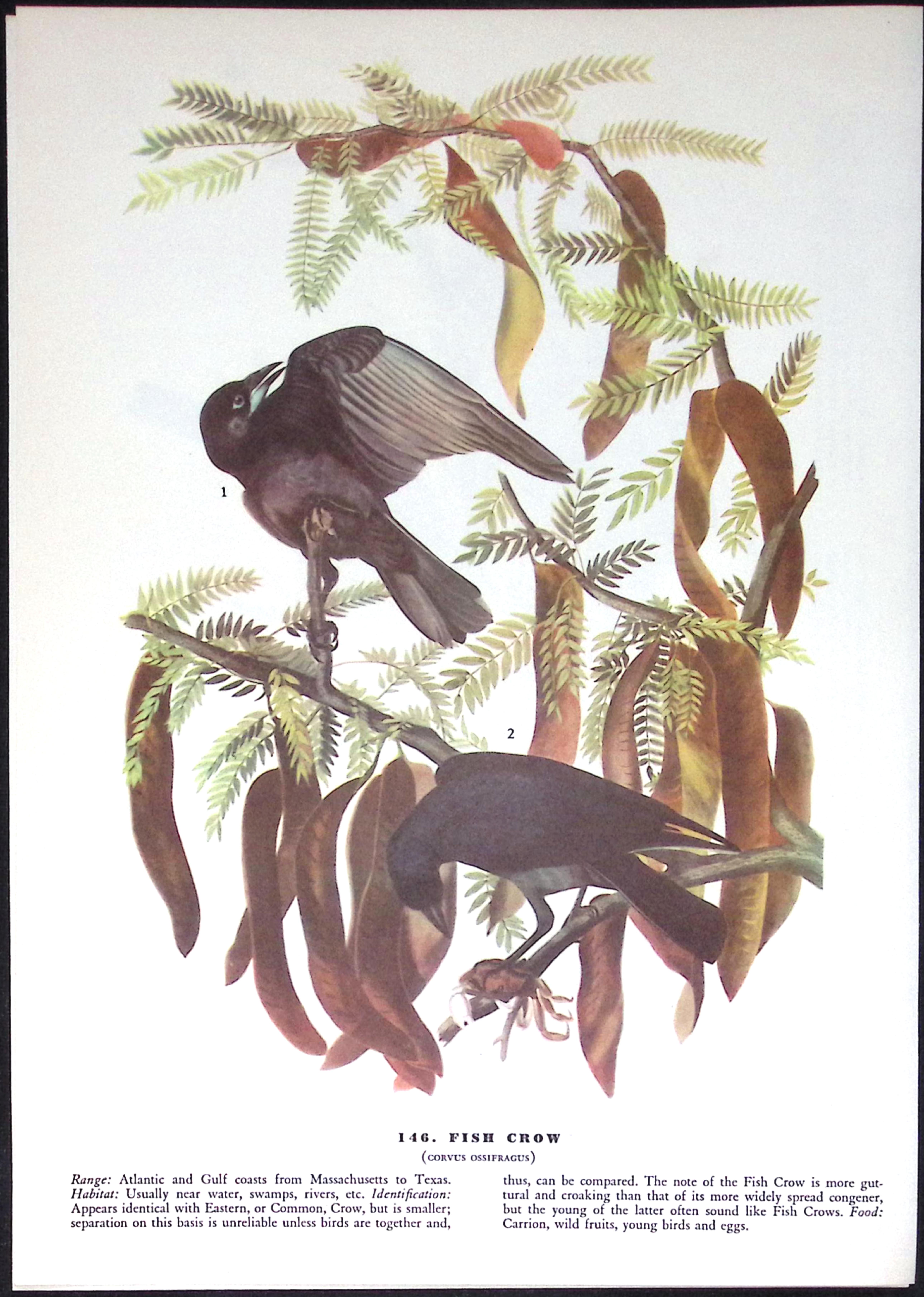 Job-Lot John James Audubon Birds of America 72-Year-Old Coloured Book Plates-30