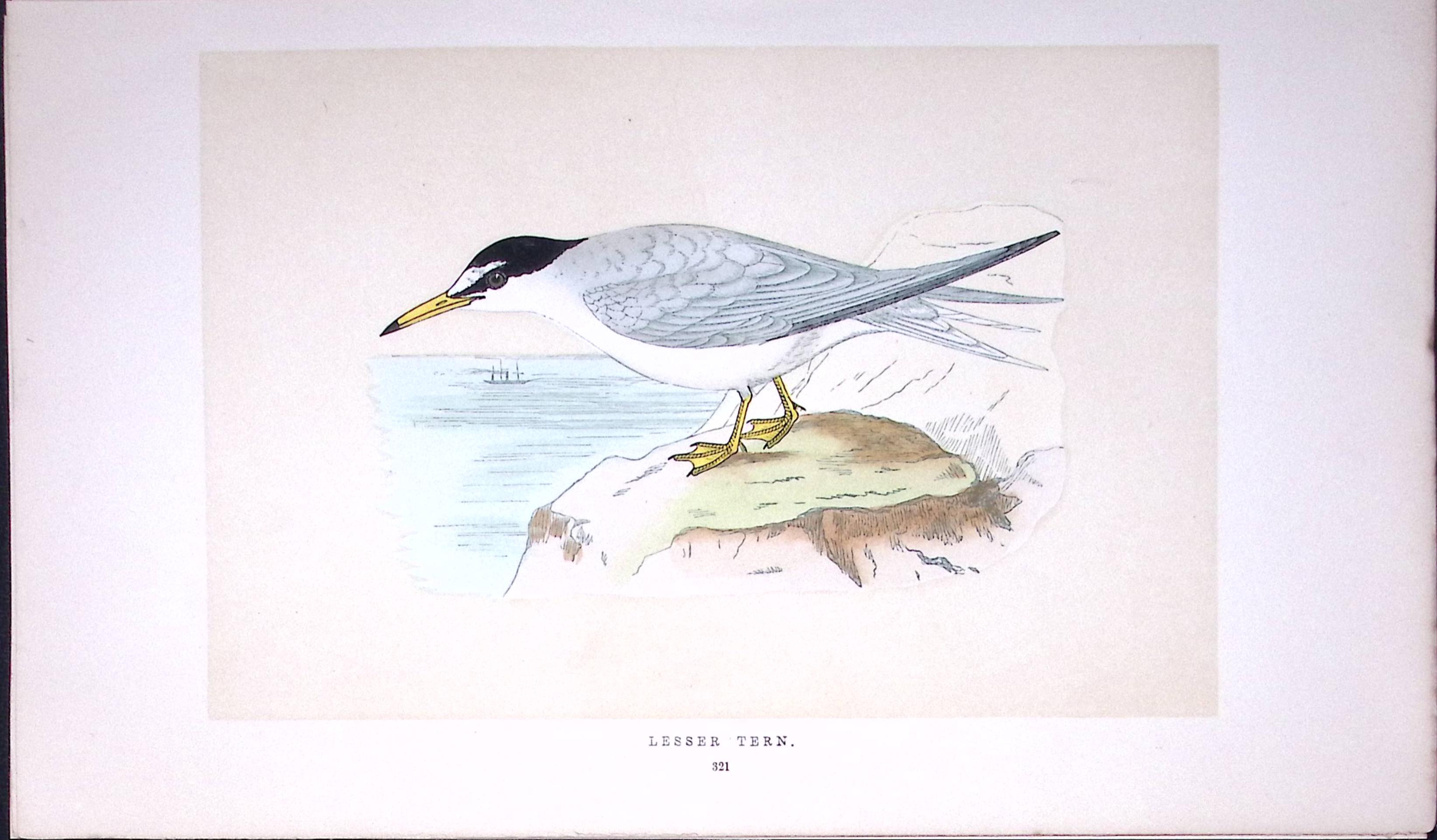 Lesser Tern Bird- Rev Morris First Edition Antique Woodblock Engraving-194