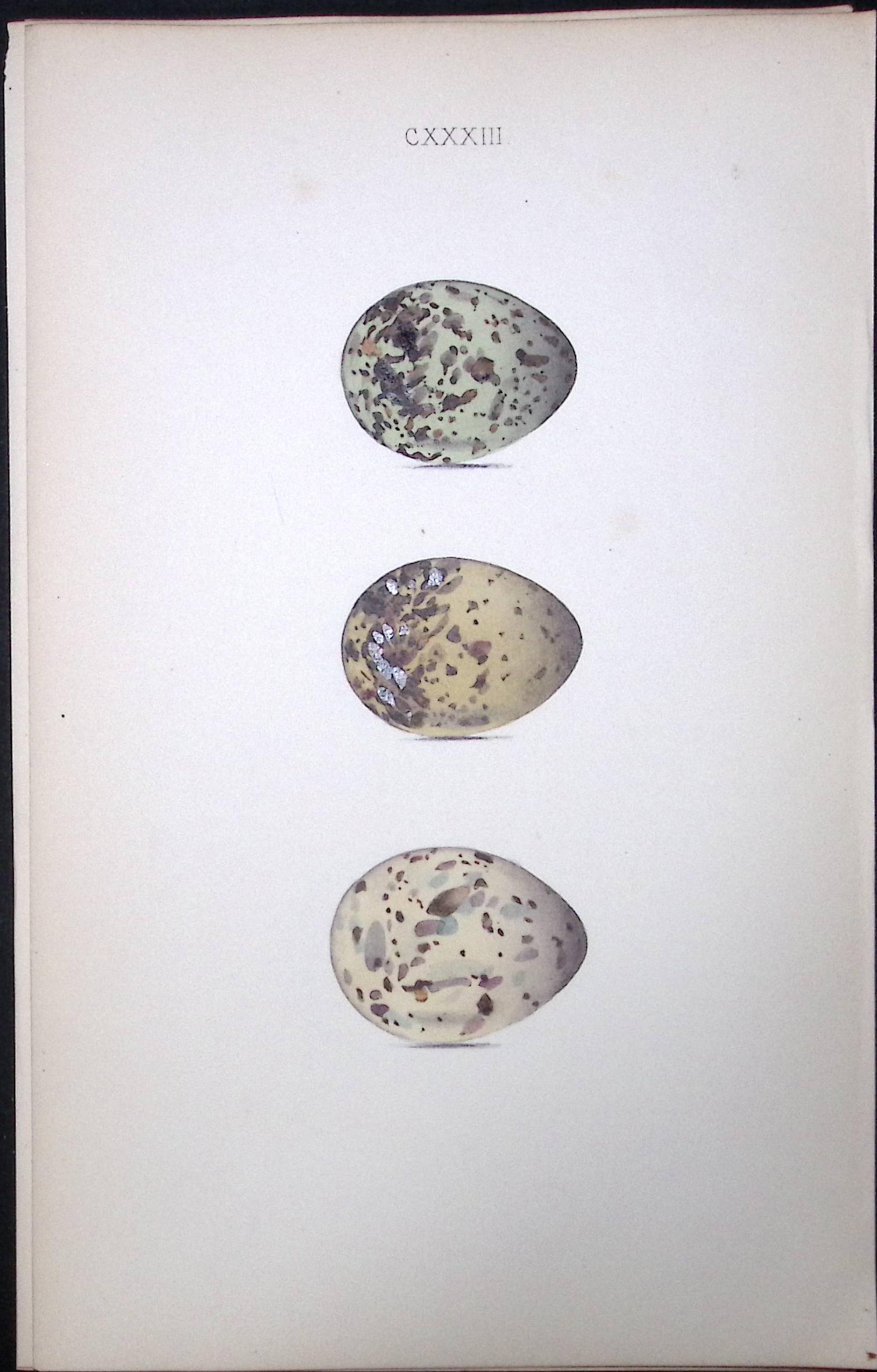 Arctic & Whiskered Tern Hewitson Antique Nests & Eggs of British Birds Print-107