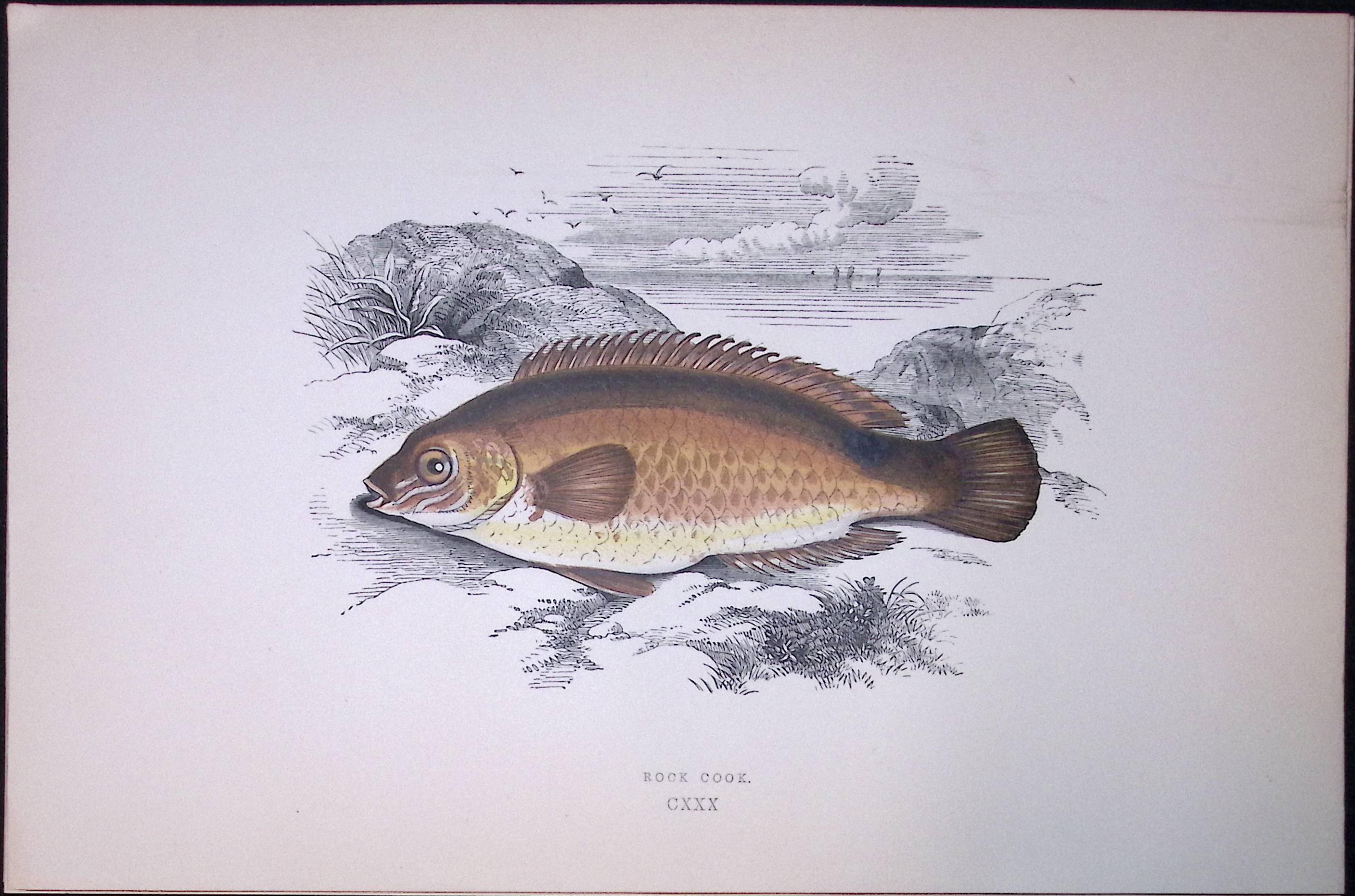 Rock Cook Fish Scarce Antique 1877 J. Couch Woodblock Engraving-193