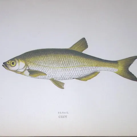 Bleak Fish Scarce Antique 1877 J. Couch Woodblock Engraving-132