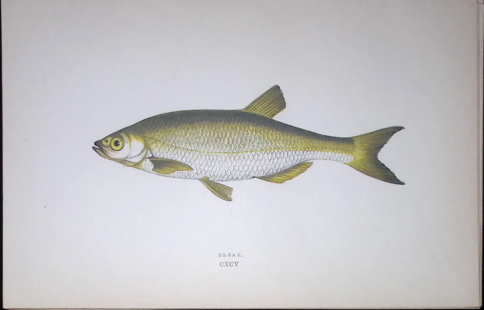 Bleak Fish Scarce Antique 1877 J. Couch Woodblock Engraving-132