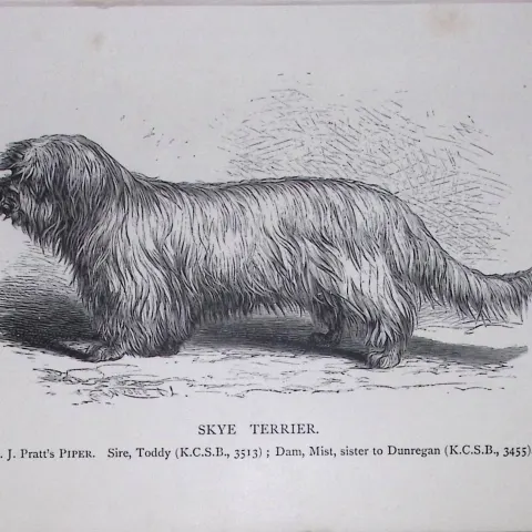 Skye Terrier British Dogs by Hugh Dalziel 1889 Antique Book Plate-62
