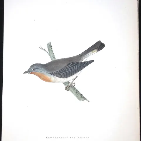 Red Flycatcher Rev Morris Antique History of British Birds 130 Years-Old Engraving-73