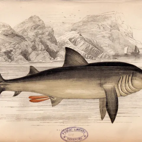 Basking Shark 1869 Antique Johnathan Couch Coloured Engraving.