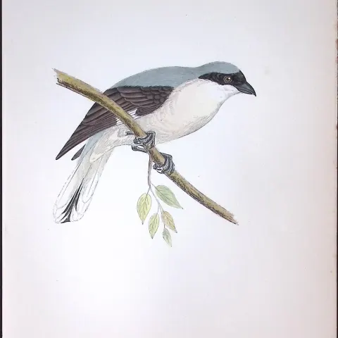 Lesser Grey Shrike Rev Morris Antique History of British Birds 130 Years-Old Engraving-62