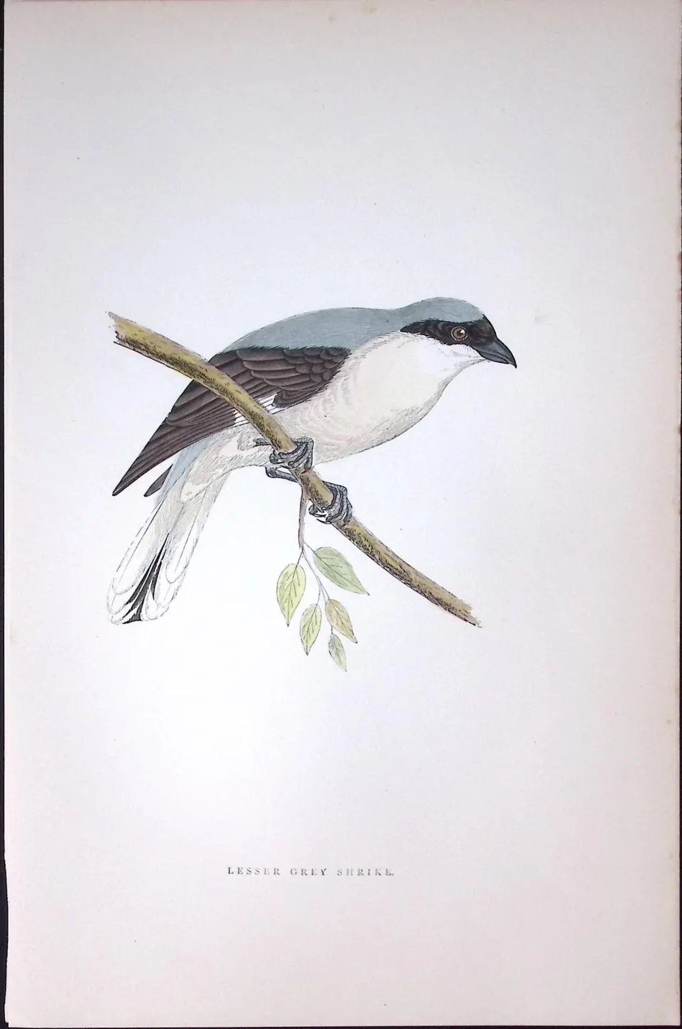 Lesser Grey Shrike Rev Morris Antique History of British Birds 130 Years-Old Engraving-62