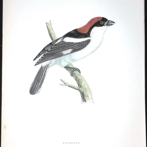 Woodchat Rev Morris Antique History of British Birds 130 Years-Old Engraving-64