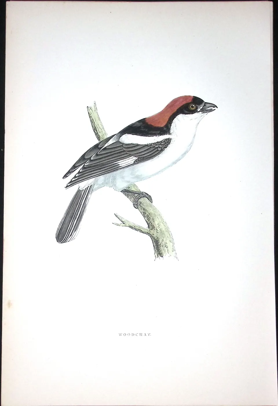 Woodchat Rev Morris Antique History of British Birds 130 Years-Old Engraving-64