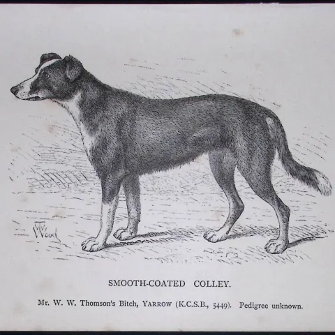 Smooth Coated Colley British Dogs by Hugh Dalziel 1889 Antique Book Plate-39