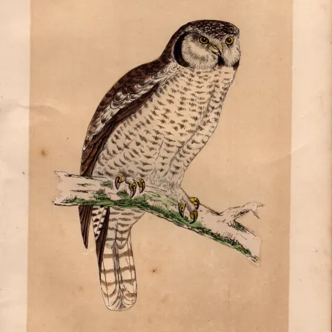 Hawk Owl Rev Morris Antique History of British Birds 170 Years-Old  Engraving.