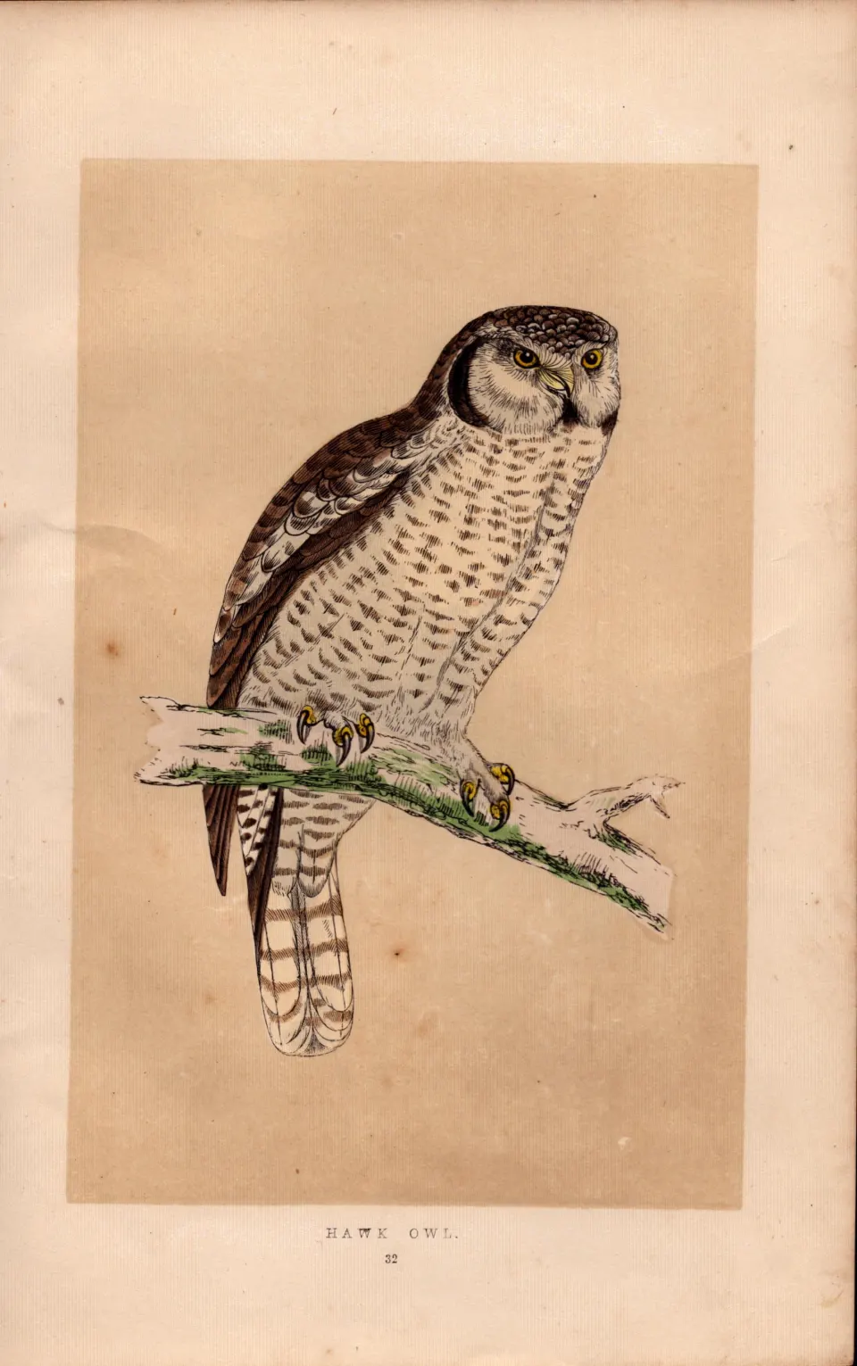 Hawk Owl Rev Morris Antique History of British Birds 170 Years-Old  Engraving.