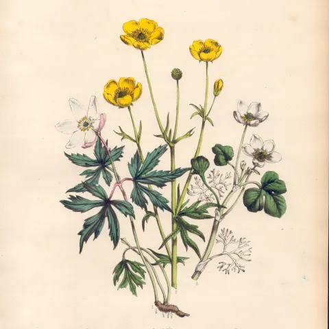 Rare 165-Yr-Old Antique Wildflower Gilt-Edged Illustration Jane Webb Loudon -1