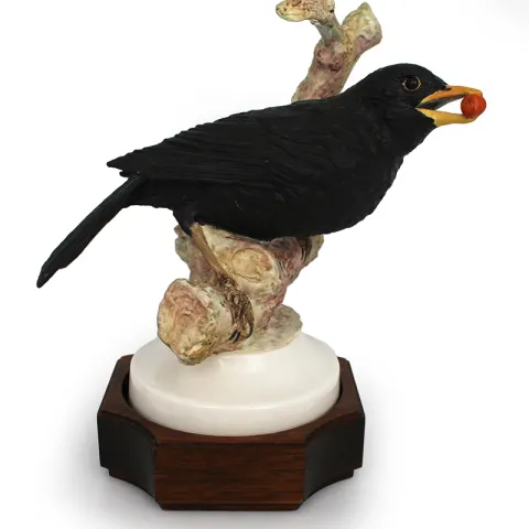 Albany Blackbird by David Burnham Smith