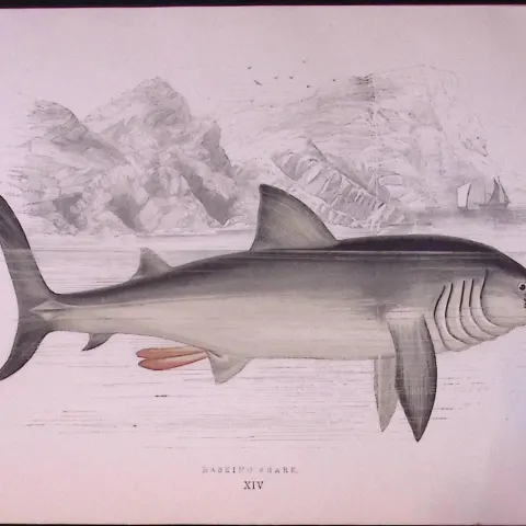 Basking Shark Scarce Antique 1877 J. Couch Woodblock Engraving-1