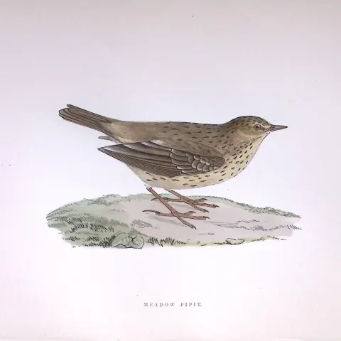 Meadow Pipit Rev Morris Antique History of British Birds 130 Years-Old Engraving-172
