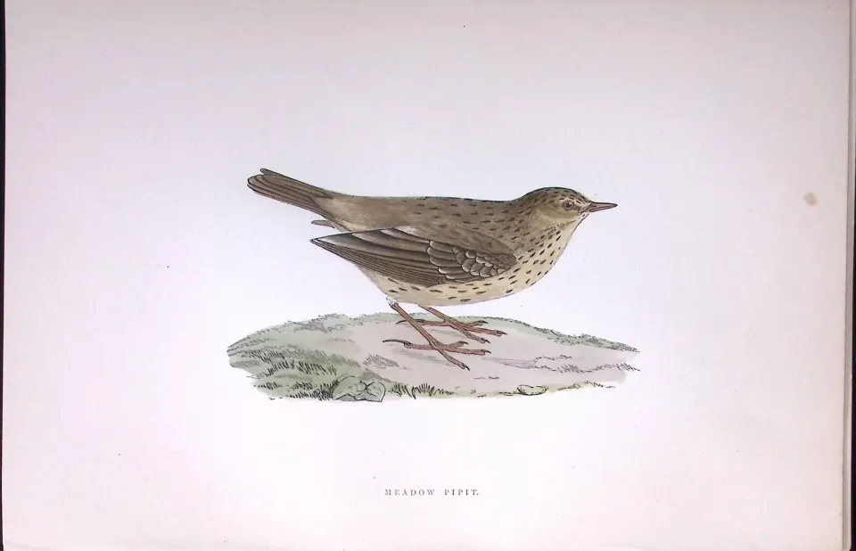 Meadow Pipit Rev Morris Antique History of British Birds 130 Years-Old Engraving-172