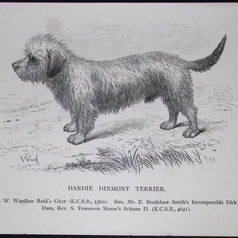 Dandie Dinmont Terrier British Dogs by Hugh Dalziel 1889 Antique Book Plate-56