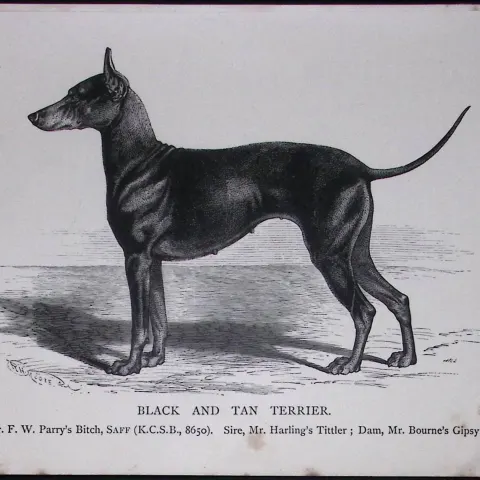 Black & Tan Terrier British Dogs by Hugh Dalziel 1889 Antique Book Plate-52