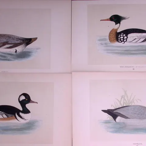 Job-Lot Duck Family Merganser, Scaup, Pochard, Rev Morris Antique Birds Engravings-16.