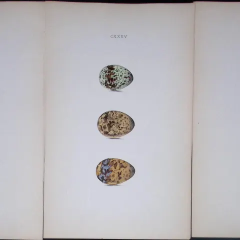 Tern Birds Species -William Hewitson Job lot of Antique  Hand-Coloured lithographs-6.