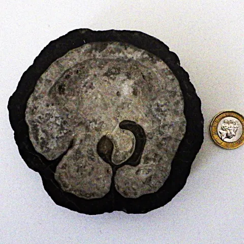 A Fossil Vaccinites From Greece 100 Million Years Old